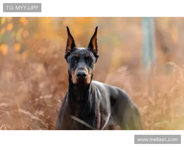 红军标王伊萨克状态回暖自信满满称现在下结论还为时尚早